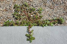 Occasionally it will create a bunch or cluster, which can grow about 6 high. Purslane Awkward Botany