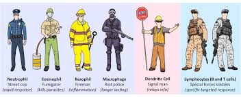 Types Of Leukocytes Bioninja
