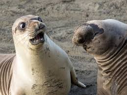 They love to describe funny animal pictures by giving hilarious captions on them. Funny Animal Pictures Taken At The Perfect Time