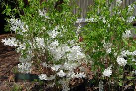 Image result for Indigofera roseo-caerulea