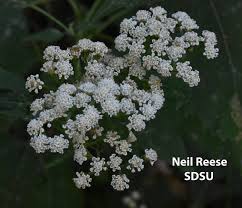 Image result for Ageratinastrum