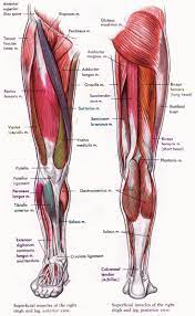 Anatomiya Cheloveka Anatomiya Nogi Sgibateli Bedra