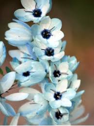 Image result for Ixia