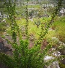 Image result for Xerophyta zambiana