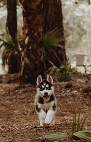 Once they are up and about, it doesn't take long for baby huskies to pictures of baby siberian huskies together shows what a strong bond these wonderful dogs have for. Husky Puppy Pictures Download Free Images On Unsplash