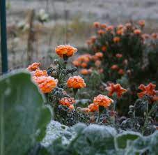 Check spelling or type a new query. Can You Repel Rabbits With Plants My Northern Garden