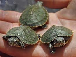 I Want A Turtle That Stays Small Forever Home Facebook