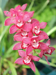 Image result for Cycnium jamesii