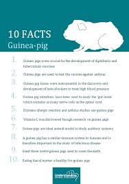 Guinea Pig Understanding Animal Research Understanding