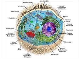 This page discusses the properties of eukaryotic cells. Complexity Of Animal Cell Animal Cell Cell Biology Eukaryotic Cell