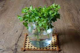 How To Store Parsley: 3 Simple Methods For Maximum Freshness