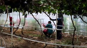 Find all the information related to farming of tomatoes in punjab and how to get good yields. Grape Farm Cameron Highlands 2019 Youtube