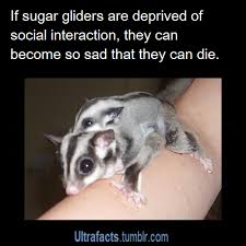 Ultrafacts Tumblr Com Cornerroasted Quartersmoke Ultrafacts Source