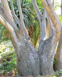 Image result for Aloidendron barberae