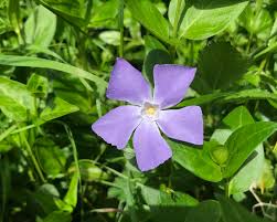 Image result for Vinca minor