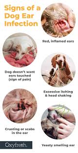Image result for mold in the ear dog
