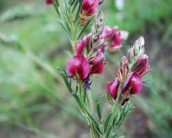 Image result for Indigofera hilaris