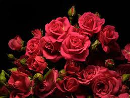Download hd rose wallpapers best collection. Flowers Gifs Beautiful Bouquets Blossoming Buds