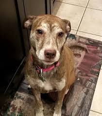 Astar pets is a luxury pet marketplace specialising in premium pet foods, treats, accessories and toys. Home All Star Pet Rescue