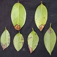Check spelling or type a new query. Leaf Lesions Due To P Ramorum On Camellia Japonica Varieties Kramer S Download Scientific Diagram