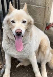 Found a female pit bull in Van Nuys. Please let me know if this is your dog 