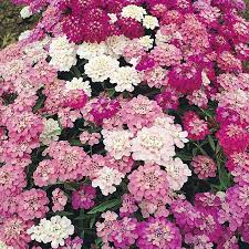 Candytuft iberis umbellata (brassicaceae) a robust perennial, behaving in some areas as an annual. Candytuft Seeds Mixed Colors Flower Seeds In Packets Bulk Eden Brothers