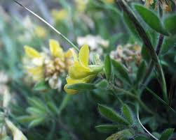 Image result for Lotononis laxa