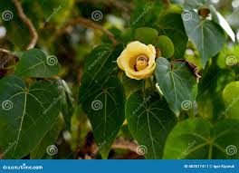 Image result for Thespesia populnea