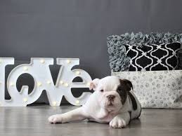 Find english bulldogs puppies & dogs for sale uk at the uk's largest independent free classifieds site. C5tpvujr0omym