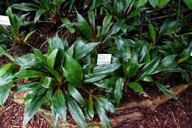 Image result for Chlorophytum macrophyllum