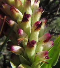 Image result for Disa fragrans
