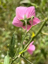 Image result for Kosteletzkya grantii