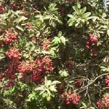 Image result for Lepisanthes senegalensis