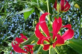 Giardino Botanico Andre Heller Der Garten Giardino Botanico Andre Heller Giardino Giardino Botanico Andre Heller The Garden Lagog Gardasee Garten