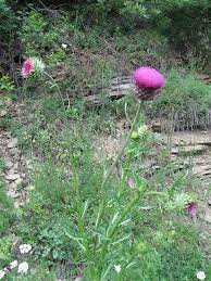 Pin On Medicinal Plants And Their Uses