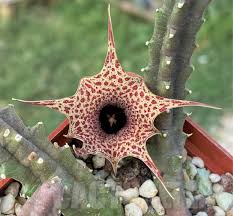 Image result for Huernia hislopii