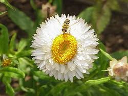 Image result for Helichrysum dilucidum