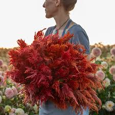 Image result for Celosia nervosa