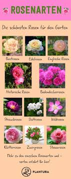 Rosenarten Die 12 Schonsten Rosenklassen Im Uberblick Rosenarten Die Schonsten Rosen Fur Den Garten Die Kate Types Of Roses Beautiful Roses Rose Plant Care