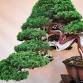 Bonsai Society Meeting - Introduction to Evergreen... event in Phoenix, AZ