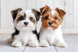 Image result for white yorkshire terrier
