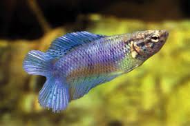A delta tail starts narrow towards the body of the betta fish and widens towards the tip giving it a triangular shape. Betta Splendens Double Tail Female Aqualog De