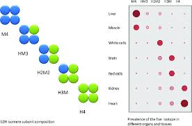 Image result for LDH