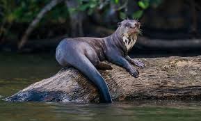 Resultado de imagem para ariranha gigante