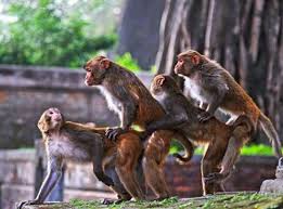 Check spelling or type a new query. The 50 Best Funny Monkey Pictures Of All Time Page 5 Of 17 Top Viral Gallery Best Quotes Humor Bestquotes