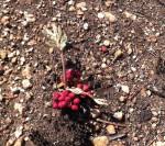 Image result for Lannea edulis