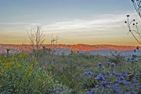 Looking for the super bloom desert. Six Hot Spots To Search For Wildflowers In The Coachella Valley City News City Of Palm Desert