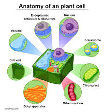 Ribosomes are organelles located inside the animal, human cell, and plant cells. Animal Cells Vs Plant Cells What Are The Similarities Differences And Examples