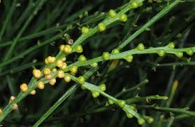 Image result for Psilotrichum