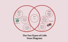 Venn Diagram For Eukaryotic And Prokaryotic Cells By Anthony